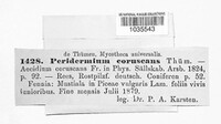 Peridermium coruscans image
